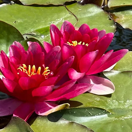 & Restaurant Zum Kap Arkona Putgarten